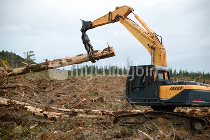 A digger with a claw moves a Pinus radiata log a milling site in exotic forest on the West Coast