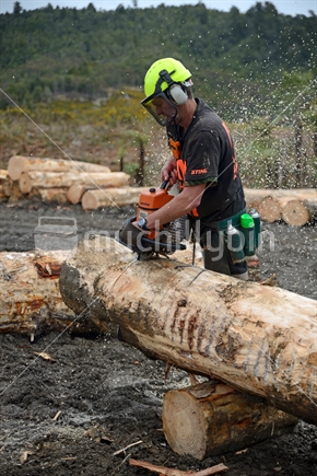 A timber worker trims a Pinus radiata log to size at a milling site in exotic forest on the West Coast