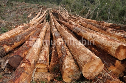 Freshly cut logs of Pinus radiata wait on the landing at a milling site on the West Coast