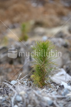 A Pinus radiata seedling takes hold in an exotic forest on the West Coast. Pinus radiata is the most popular species for timber plantations in New Zealand.