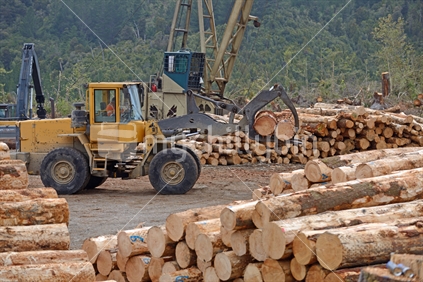 A payloader shifts Pinus radiata logs on the landing at a milling site in exotic forest on the West Coast