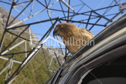 New Zealand alpine parrot, the Kea, Nestor notabilis, picking at the rubber on a car door at Arthur's Pass National Park, to the delight of tourists.