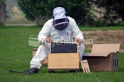 A beekeeper replaces frames in a new hive