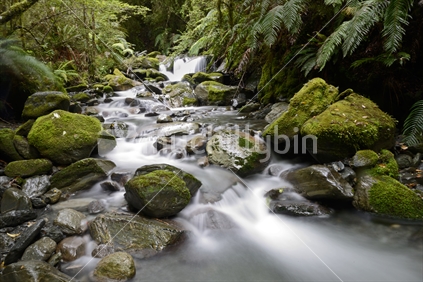 A New Zealand stream flows through a patch of beech forest  in Westland.