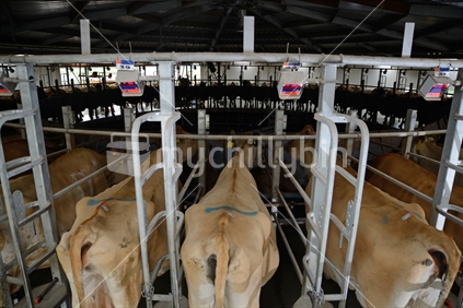 Jersey cows being milked in a rotary shed