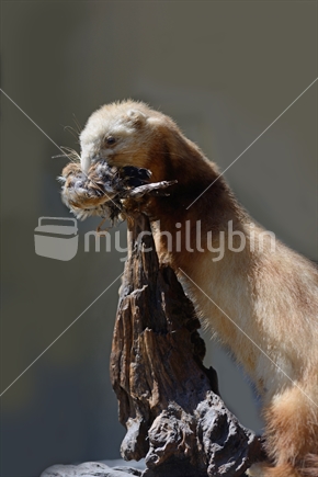 Scourge of the New Zealand bush, a ferret takes a native bird on a hunting expedition. Ferrets were introduced to solve the problem of rabbit plagues but became a pest themselves by eating native birds