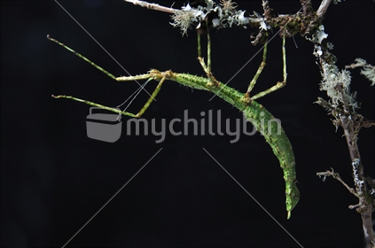 Spiny stick insect, Argosarchus spiniger, West Coast, New Zealand