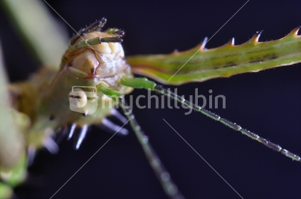 Portrait of spiny stick insect, Argosarchus spiniger, West Coast, New Zealand