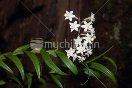 native orchid, Earina autumnalis, New Zealand