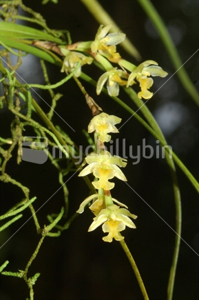Earina orchids, Earina mucronata, West Coast, South Island, New Zealand