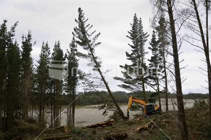 A Pinus radiata tree is felled by an autocutter at a milling site in exotic forest on the West Coast, New Zealand