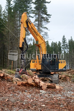 A delimbing attachment on a digger arm removes the branches from a Pinus radiata log at a milling site in exotic forest on the West Coast, New Zealand