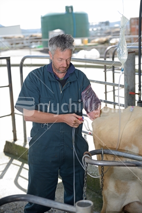 A technician flushes calf embryos from a high-producing dairy cow as part of an artificial breeding program, West Coast, New Zealand