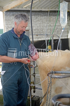 A technician uses saline solution and flushes calf embryos from a high-producing dairy cow as part of an artificial breeding program, West Coast, New Zealand