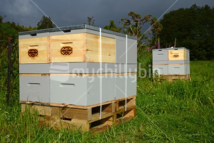 Bee hives placed near native bush on the West Coast