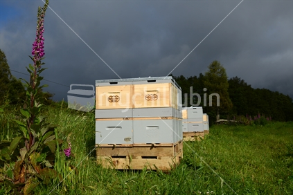 Bee hives placed near native bush on the West Coast