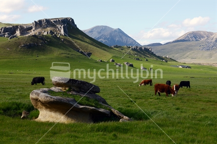 Beef cattle graze near the limestone outcrops at Castle Hill, South Island, New Zealand