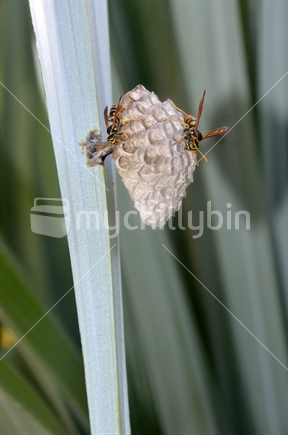 Introduced Australian paper wasps (Polistes humilis) at work on a nest in a flax bush in Auckland