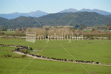 A herd of Holstein Friesians make their way to the shed in time for the afternoon milking on a West Coast dairy farm, New Zealand