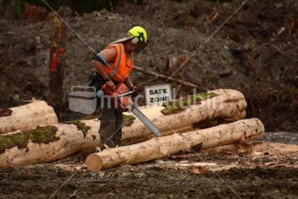 A forestry worker trims a Pinus radiata log at a logging site near Kumara, West Coast, New Zealand.
