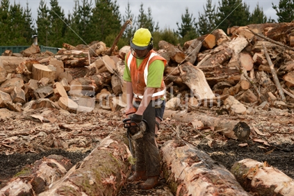 Trimming branches off a log at a logging site near Kumara, West Coast, New Zealand
