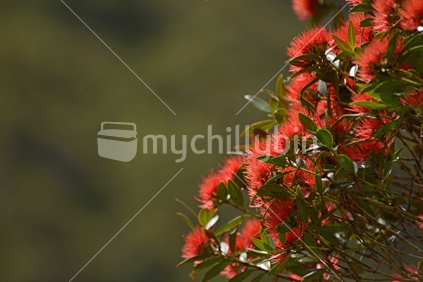 Flowers of New Zealand Southern Rata brighten the day for visitors to the Otira Gorge in Arthurs Pass National Park, New Zealand.