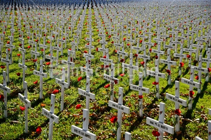 A field of crosses represents those who died in the Great War for a memorial on Anzac Day in Christchurch, New Zealand, 2018