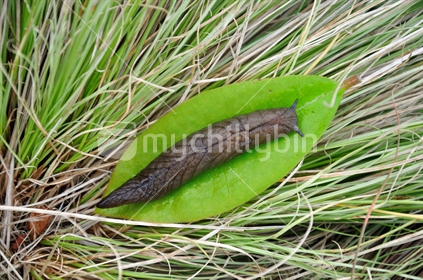 A leaf vein slug, Athoracophorus bitentaculatus, from the West Coast