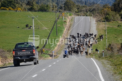 A farmer shifts young cows from one paddock to another along the main road, West Coast, New Zealand