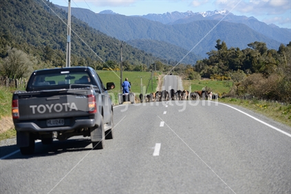 A farmer shifts young cows from one paddock to another along the main road, West Coast, New Zealand