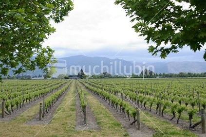 An oak tree frames a vineyard near Blenheim in the early spring