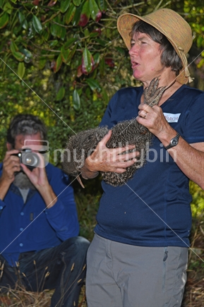 ATARAU, NEW ZEALAND, JANUARY 31, 2019: conservationist Jo Keppell holds a great spotted kiwi, Apteryx haastii, during a public talk about the work involved in captive breeding and release of kiwi chicks.