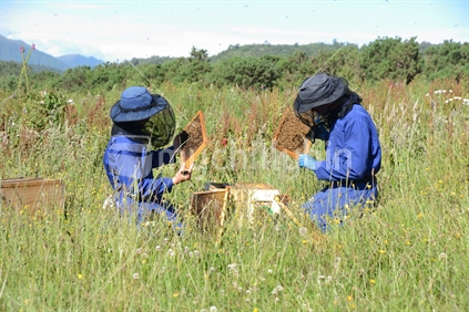 Two beekeepers check their hives in a grassy paddock during summer