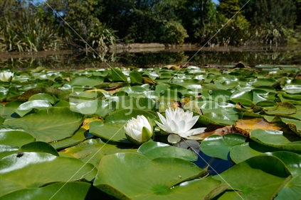 Landscape of water lilies growing on a pond