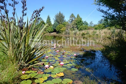 Landscape of water lilies growing on a pond