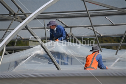 GREYMOUTH, NEW ZEALAND, DECEMBER 12, 2018: Tradesmen secure the plastic on a new tunnel house.