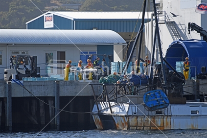 GREYMOUTH, NEW ZEALAND, DECEMBER 14, 2018: Staff at a fishing company process the catch from a vessel that's just arrived in port
