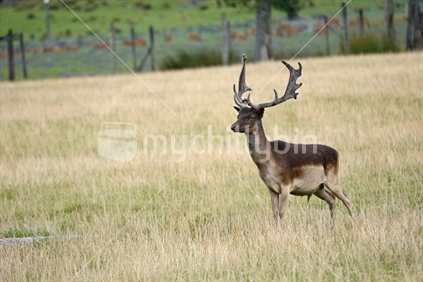 A fallow deer buck, Dama dama,  with an impressive set of antlers in his paddock on the West Coast