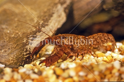 Freshwater crayfish, West Coast, South Island, New Zealand (HIGH ISO)