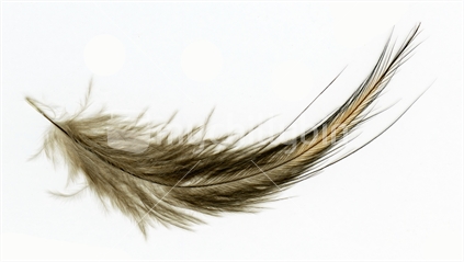 A feather of the North Island brown kiwi, Apteryx mantelli, on white background