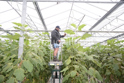 WEST COAST, NEW ZEALAND, JUNE 30, 2019: A grower tends plants in a  commercial tunnelhouse growing eggplant, aubergine, or brinjal (Solanum melongena) for the wholesale market.