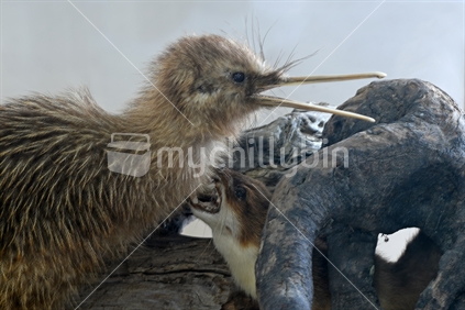 A young rowi kiwi, Apteryx australis, being attacked by a stoat, Mustela erminea, hiding under a broken branch. There are only about 500 rowi left in the wilds of the West Coast of New Zealand.