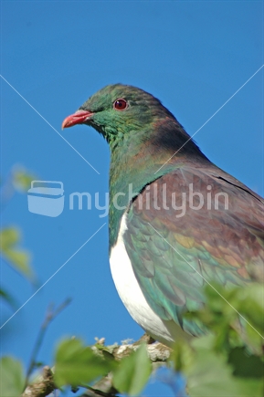 Kereru, New Zealand wood pigeon