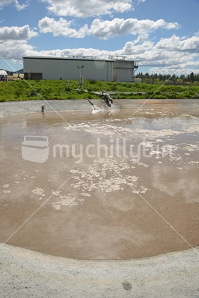 A holding pond uses aeration to remove pollutants from industrial waste water