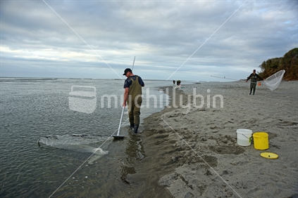 GREYMOUTH, NEW ZEALAND, OCTOBER 24, 2019: A man uses a scoop net for catching whitebait at the mouth of the Taramakau River on the West Coast of the South Island