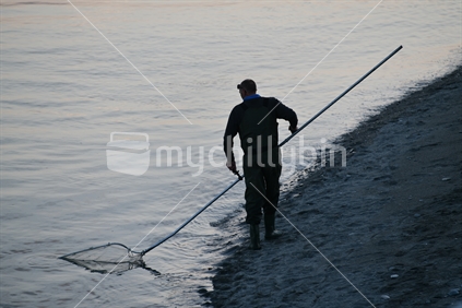 HOKITIKA, NEW ZEALAND, OCTOBER 24, 2019: A man uses a scoop net at sunset for catching whitebait at the Hokitika River on the West Coast of the South Island