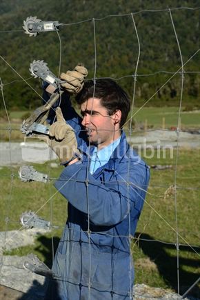 GREYMOUTH, NEW ZEALAND, MAY 15, 2020: A farmer strains up a deer fence on a new block.