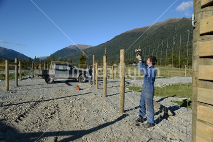 GREYMOUTH, NEW ZEALAND, MAY 15, 2020: A couple of farmers strain up a deer fence on a new block.