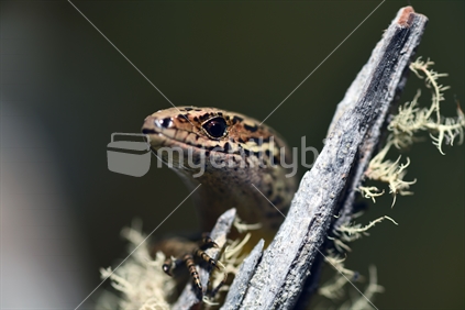 The common skink (Oligosoma polychroma) a species of skink native to New Zealand. (limited depth of field, focus eye)