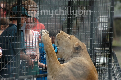 Tourists feeding lions at Orana Park, Christchurch